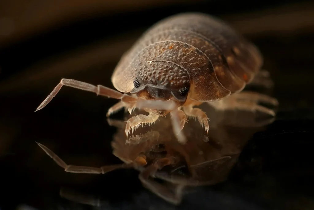 Bed-Bug-Treatment - Port Chester Pest Control Pros | Port Chester, NY | 914-598-9003